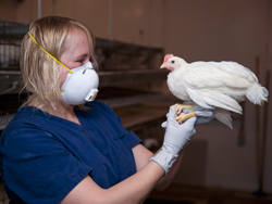 A woman wearing a mask and gloves, holding a chicken